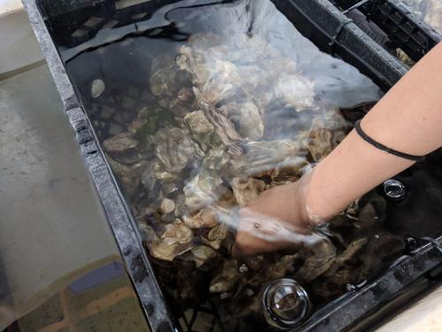 picking oysters